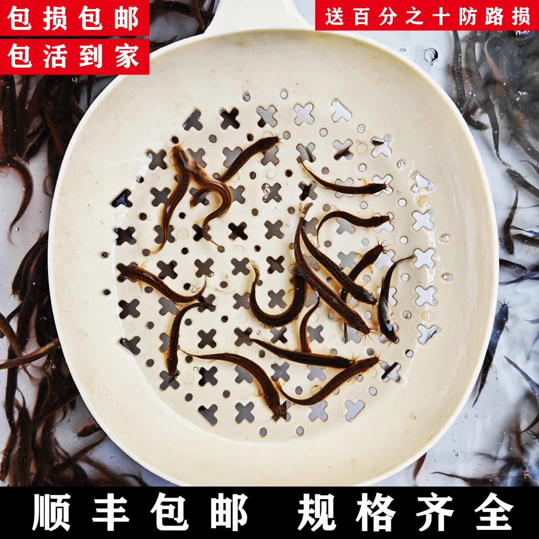 精品小泥鳅乌龟虎鱼龙鱼观赏鱼活体饲料筏钓海钓路亚活体饵顺丰