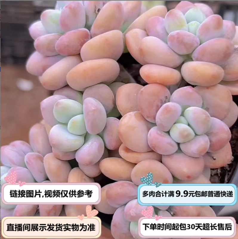洛神 (多肉植物)直播间展示为准 云南基地源头直发 新手好养