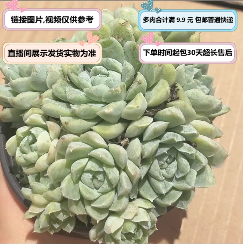 白月影（多肉植物）直播间展示为准  云南基地源头直发 新手好养