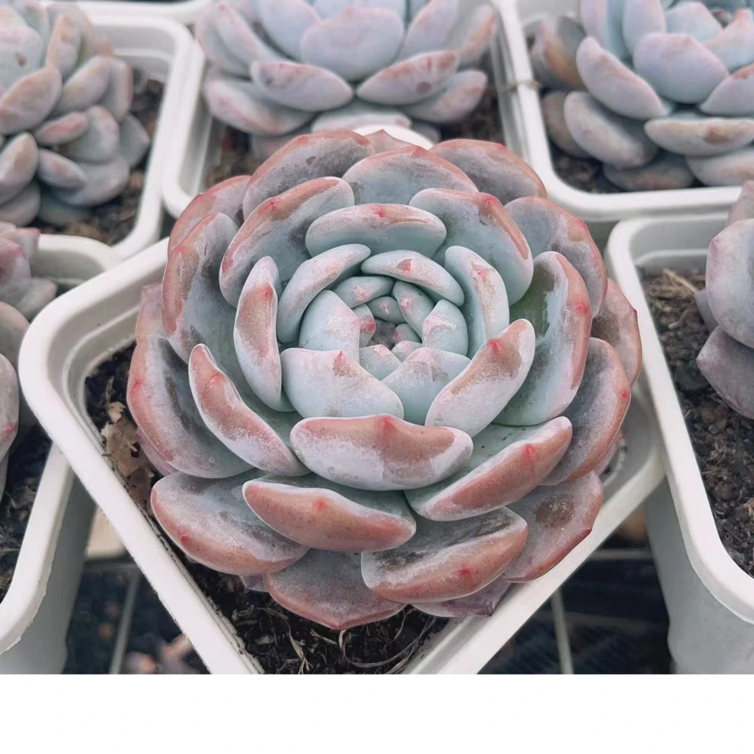 圆叶橙梦露【多肉植物】品种精控