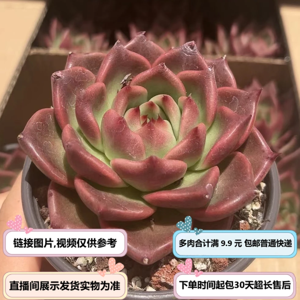 赤龙(多肉植物) 以直播间展示为准 云南基地源头直发