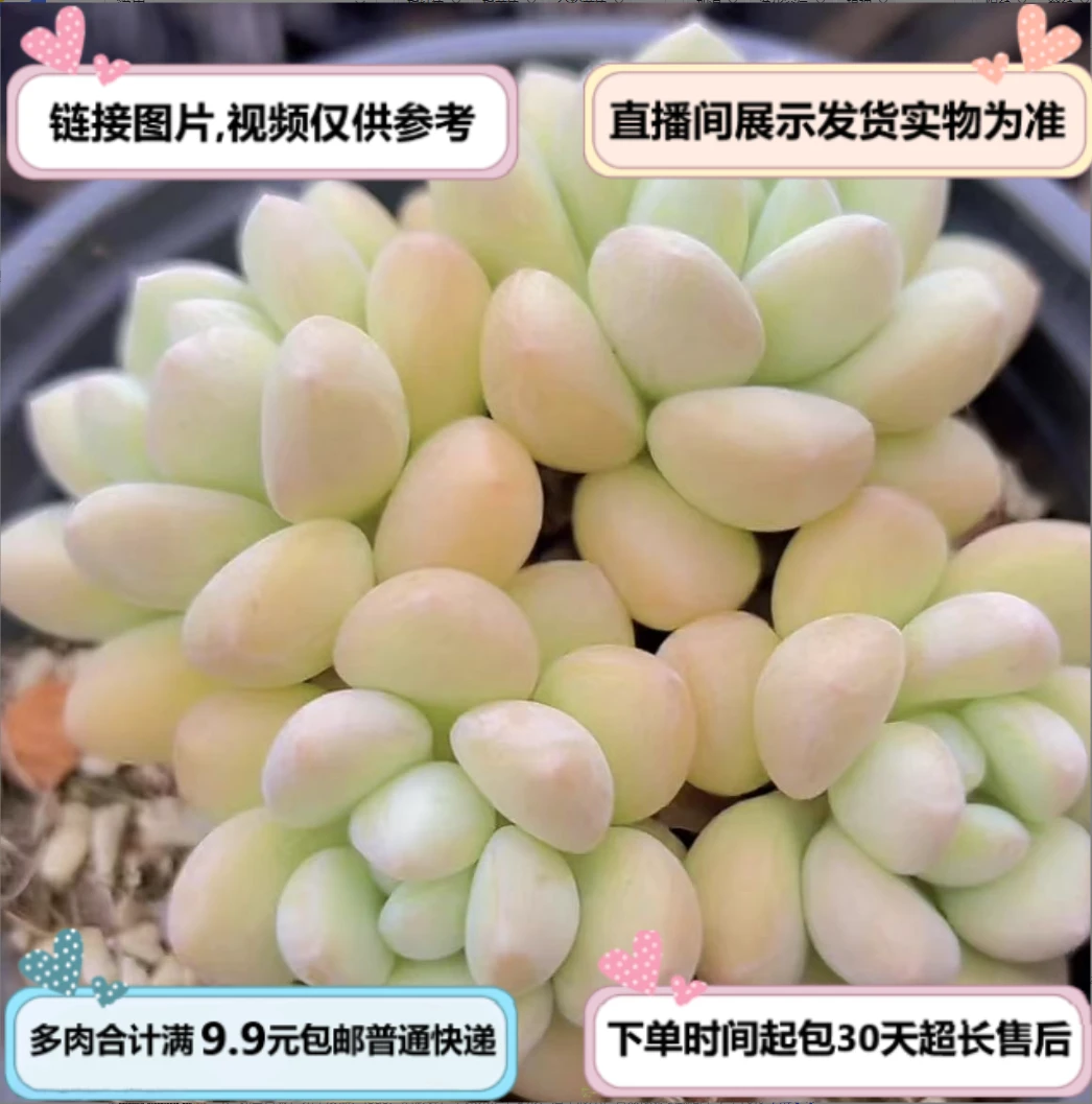 泡泡糖(多肉植物)以直播间展示为准 云南基地源头直发 新手好养