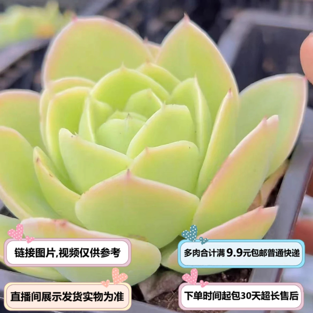 星娜塔(多肉植物)以直播间展示为准 云南基地源头直发 新手好养