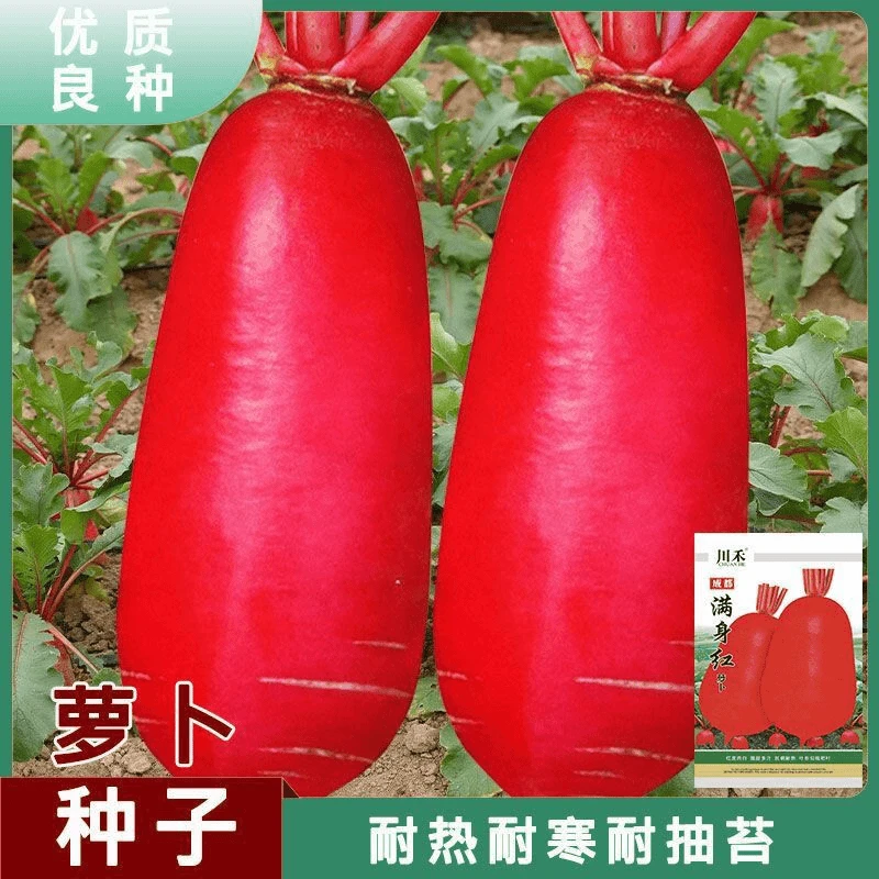四季满身红高产特大红袍萝卜种大种子红皮白心四季蔬菜种子红萝卜