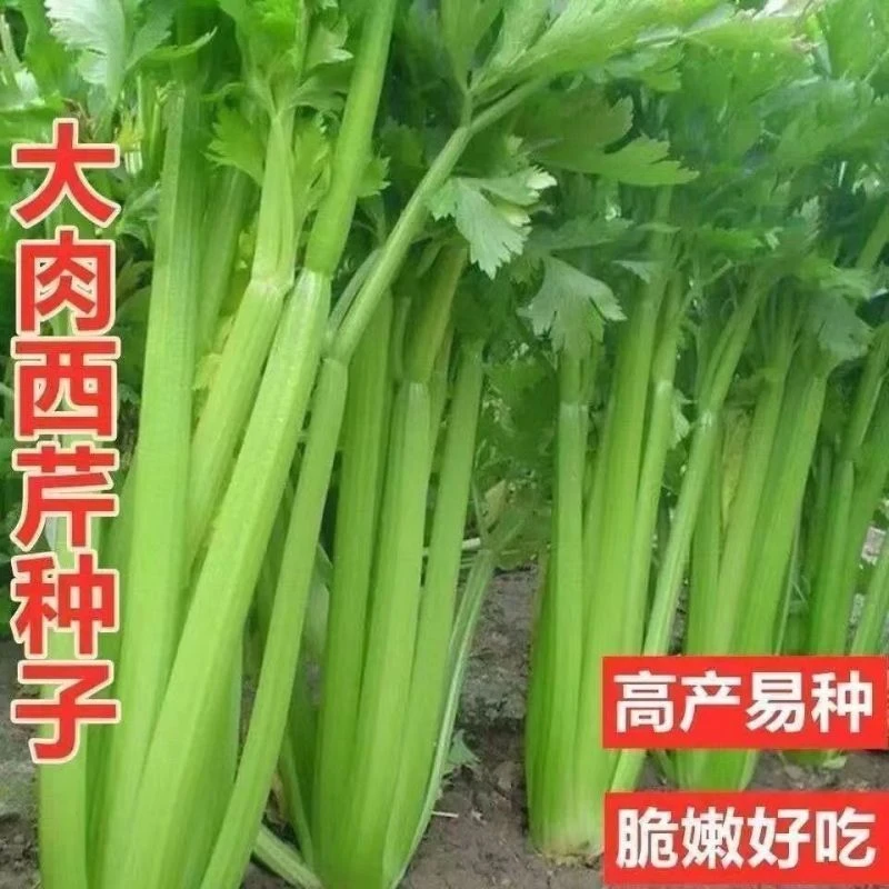 【好种子】四季大肉西芹种子四季播肉厚脆爽洋芹菜种子高产阳种球