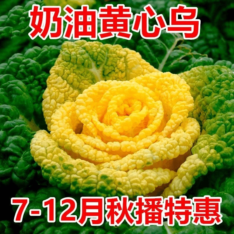 耐寒黄心乌塌菜种籽奶油黄心乌种子菊花心青菜四季蔬菜秋冬季种植