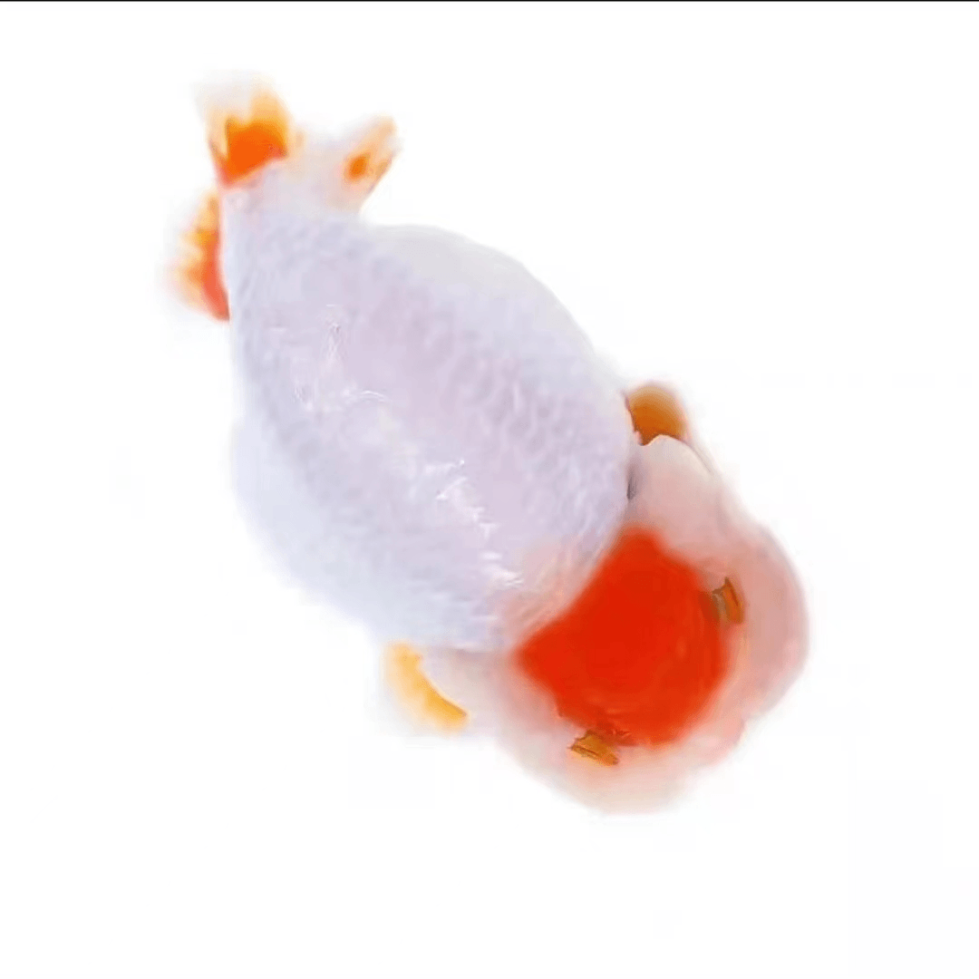 兰寿大头娃娃脸 花色各异，活体