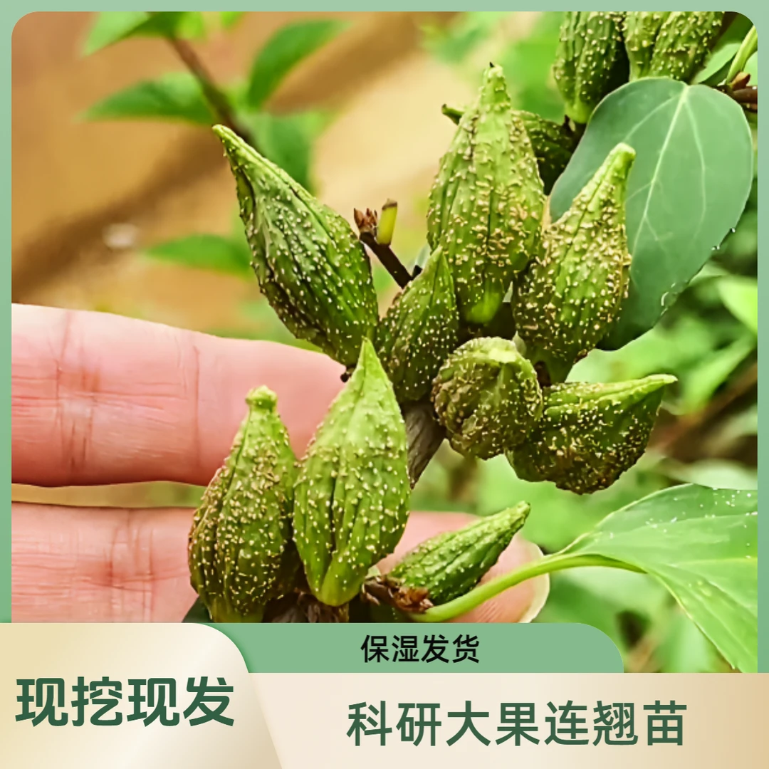 连翘树苗科研5号大果连翘苗荒山平原种植现挖现发连翘树苗