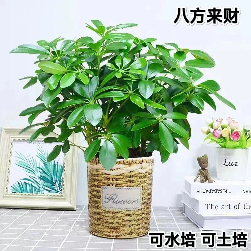 鸭脚木盆栽植物八方来财绿植水培七叶莲室内花卉常青丫脚木鸭掌木