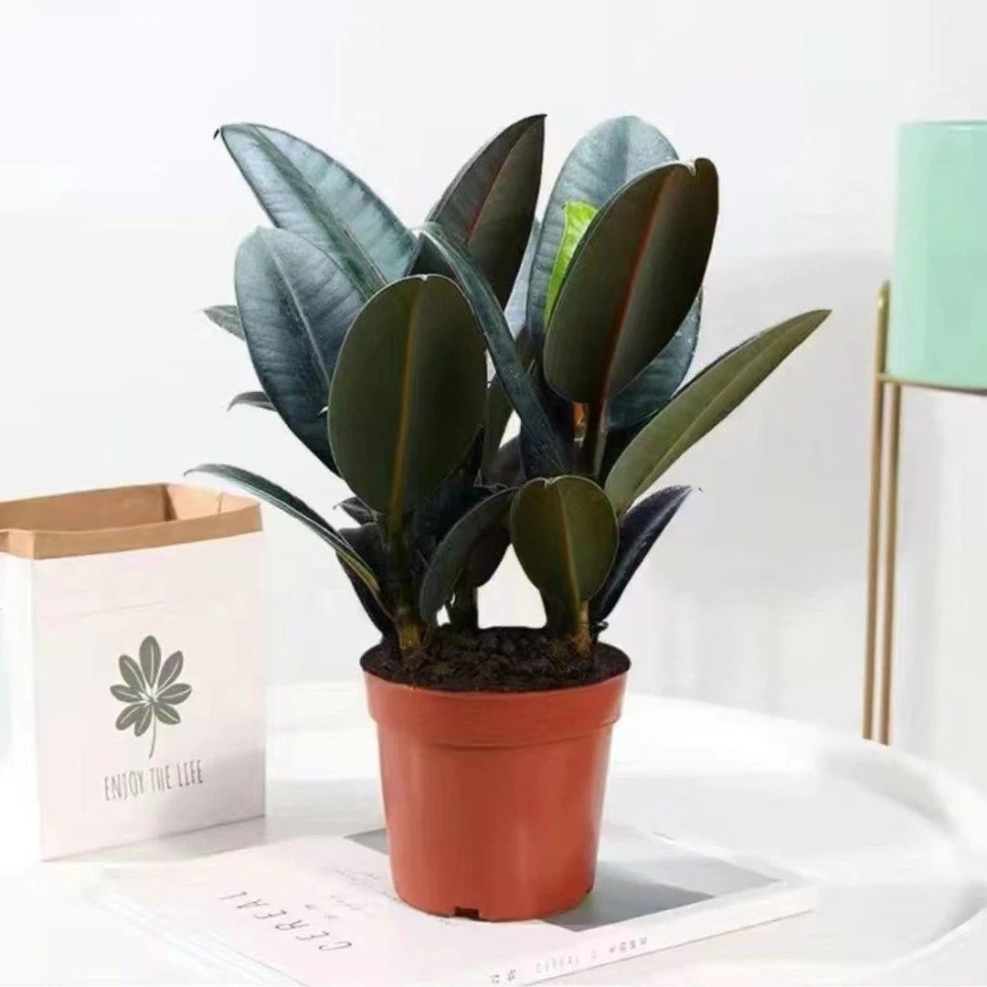 黑金刚橡皮树盆栽室内绿色植物吸甲醛桌面净化空气四季绿植防辐射