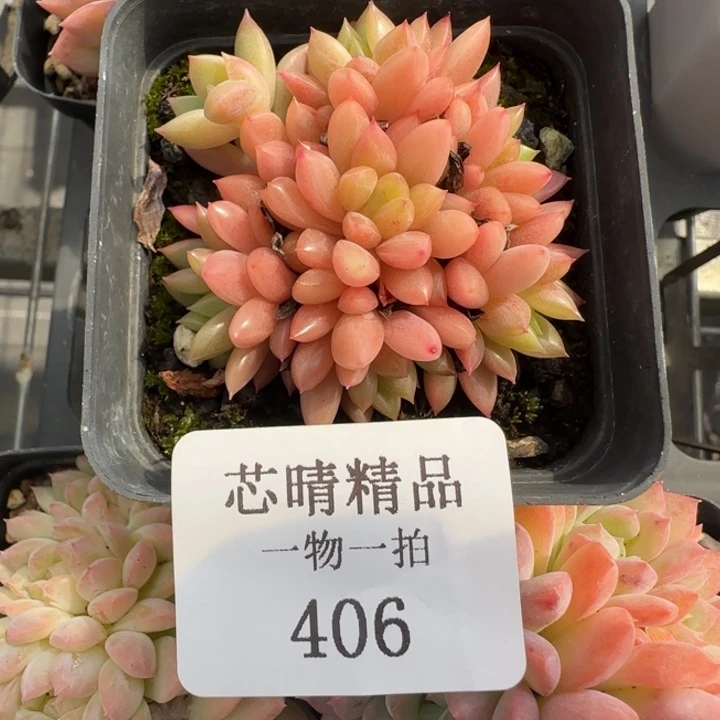 AA闪购406精品多肉贵妃