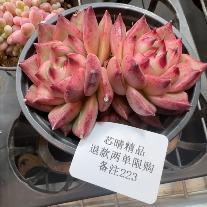 AA闪购精品多肉223号罗密欧