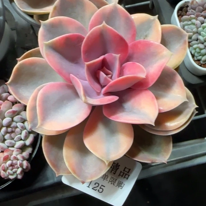 AA闪购125精品多肉