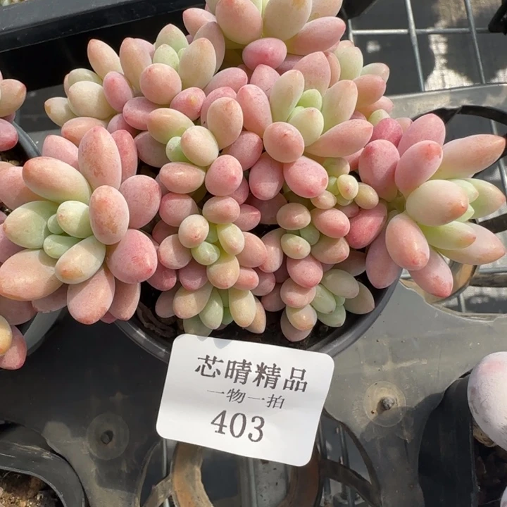 AA闪购精品多肉403