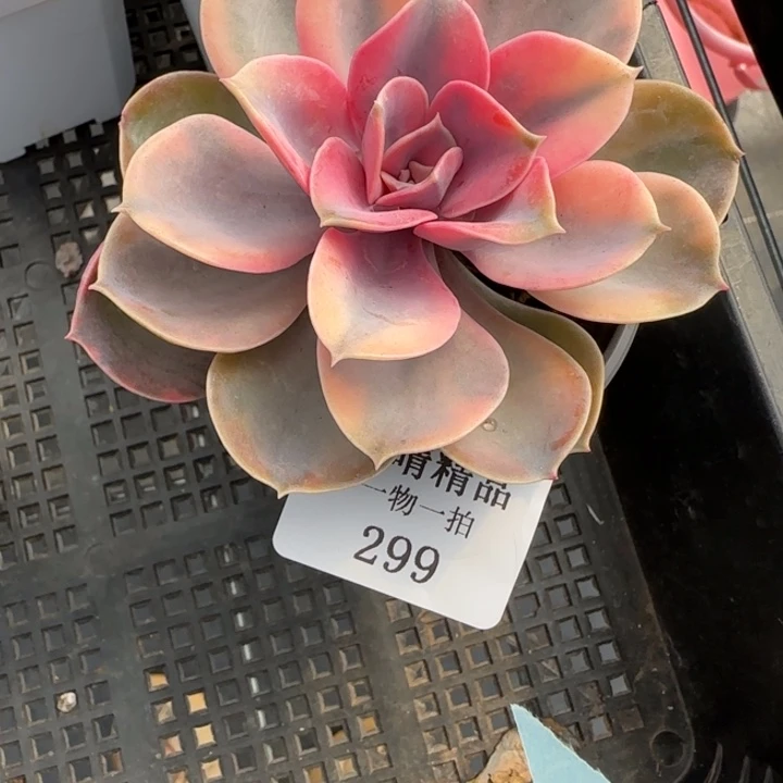 AA闪购299精品多肉