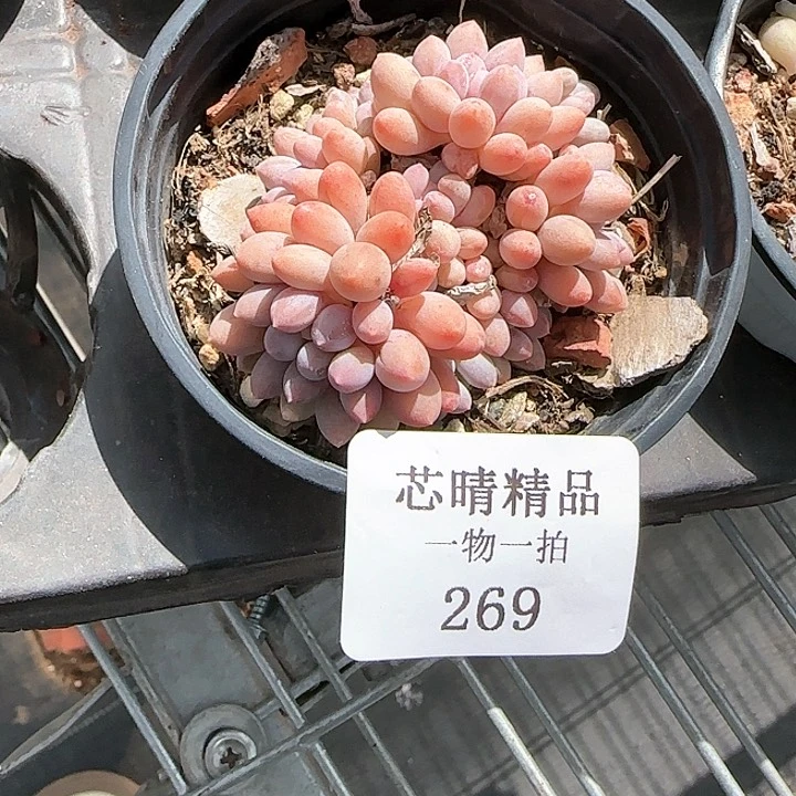 AA闪购269精品多肉