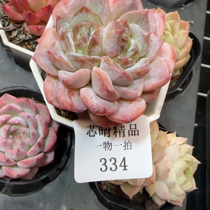 无***生AA闪购334精品多肉