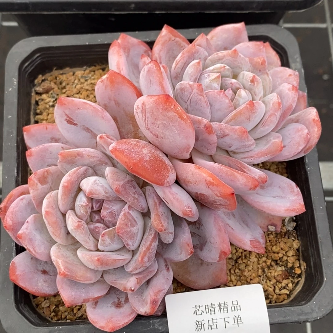 AA闪购买113雪天使橙