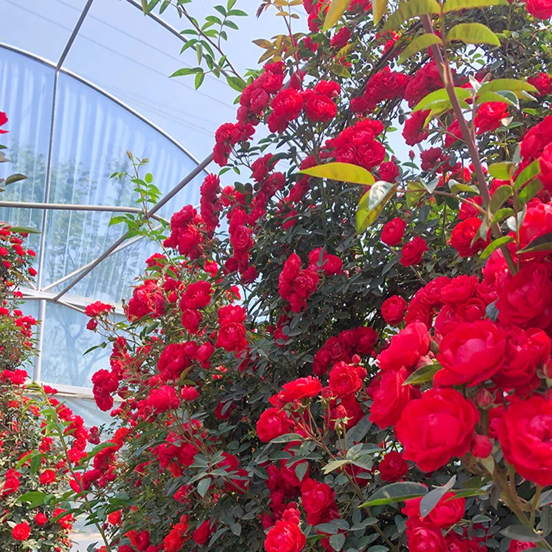 1.5米-2米高 顺丰快递 红木香 爬藤月季地载盆栽楼顶阳台庭院