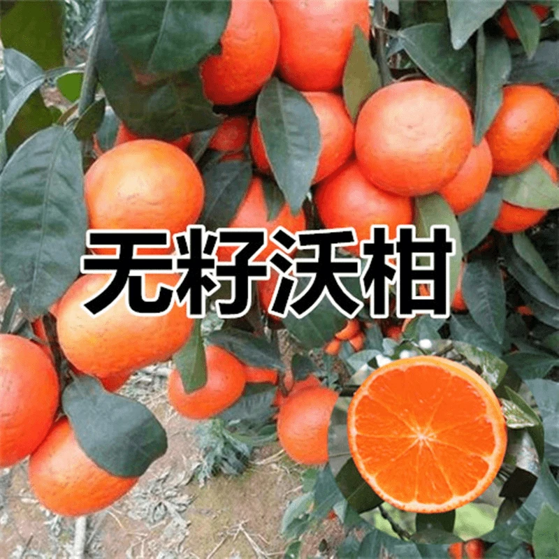 无核沃柑树苗盆栽柑橘苗南北方种地栽果树无籽沃柑嫁接苗当年结果