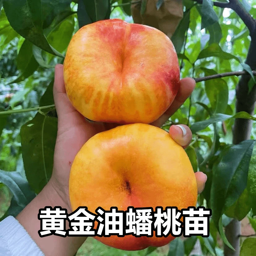 黄油蟠桃树苗嫁接早熟中蟠桃树果苗盆栽地栽南北方种果树当年结果
