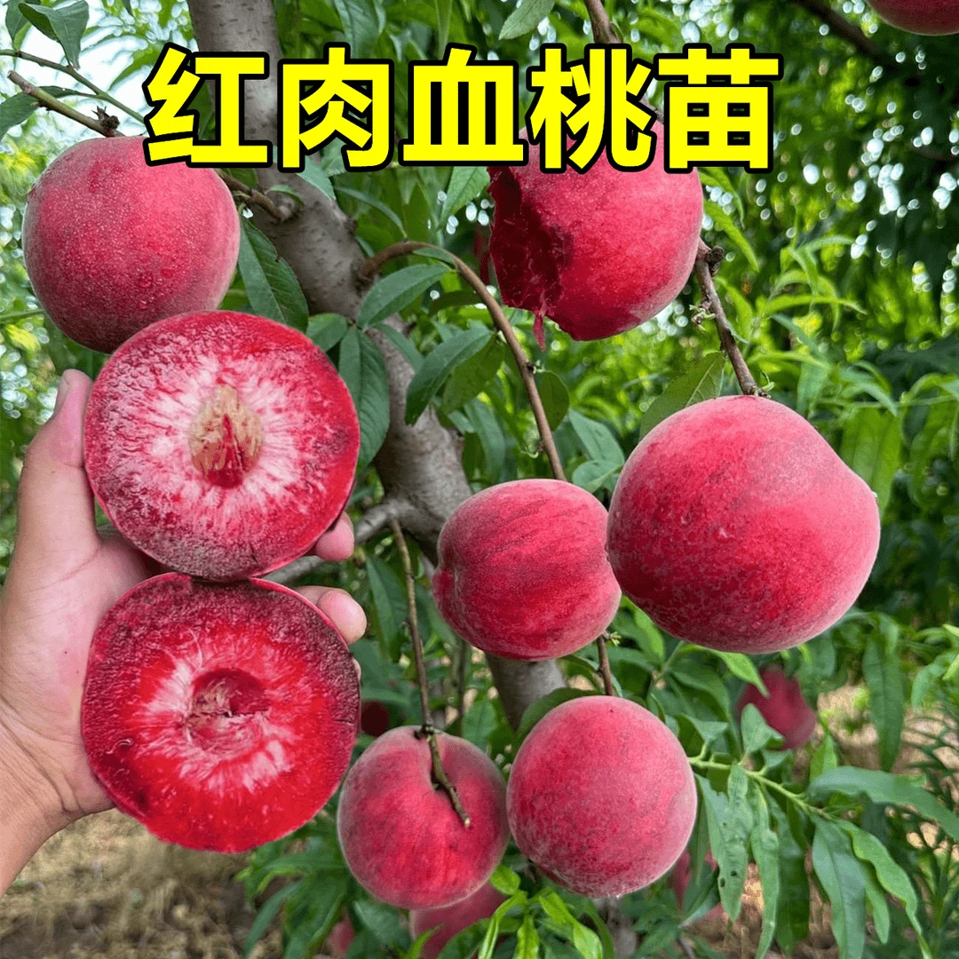 血桃树苗嫁接红肉水蜜桃树苗南北方种黄桃树果苗特大晚熟冬桃树苗
