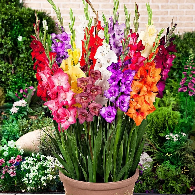 进口剑兰种球花苗多年生花卉菖兰花球唐菖蒲种球四季庭院当年开花