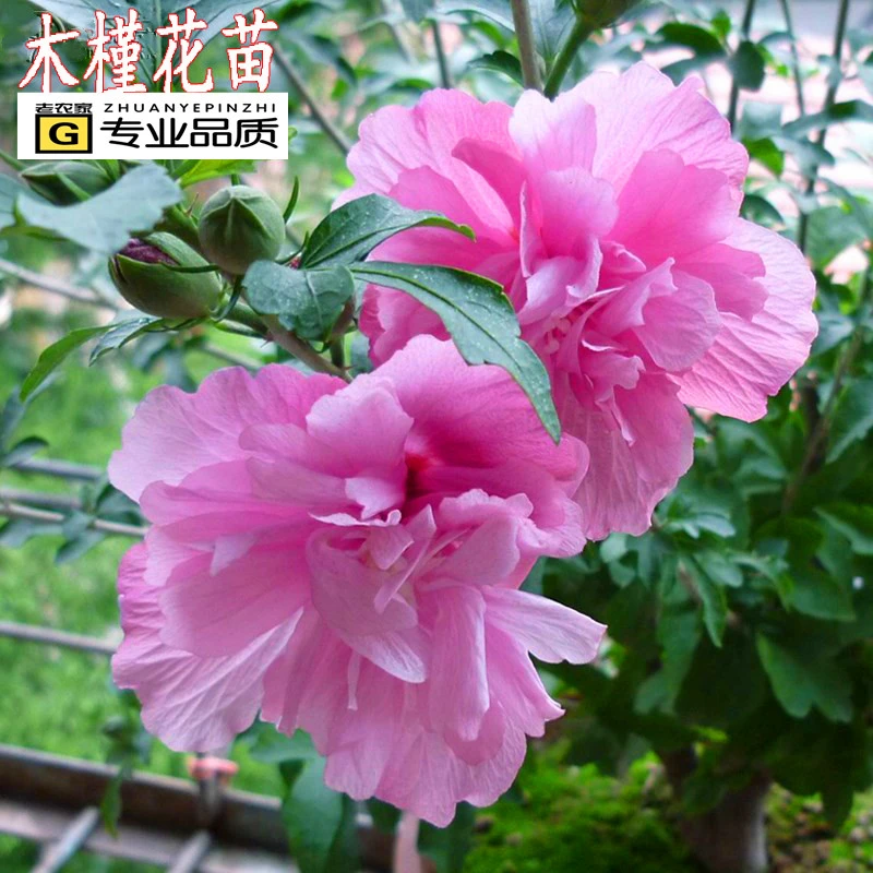 棒棒糖木槿花盆栽地栽阳台庭院重瓣粉红色当年开花食用木槿花树苗