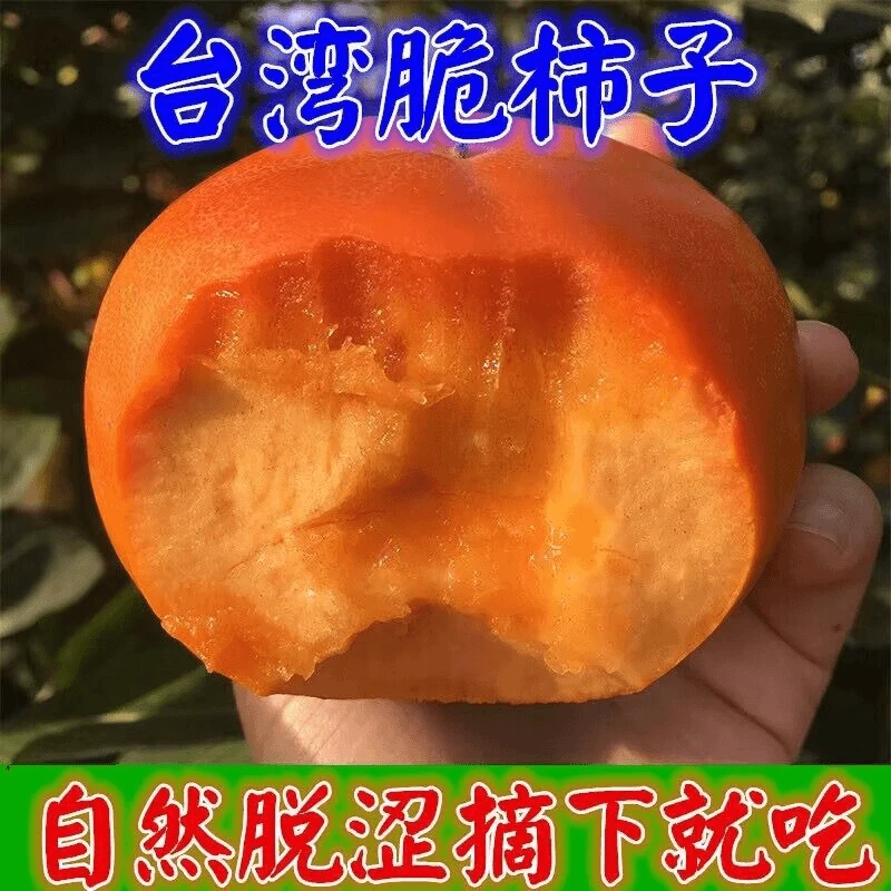 脆甜柿子树苗嫁接无核柿子苗盆栽果树南北方种庭院耐寒火晶柿子苗