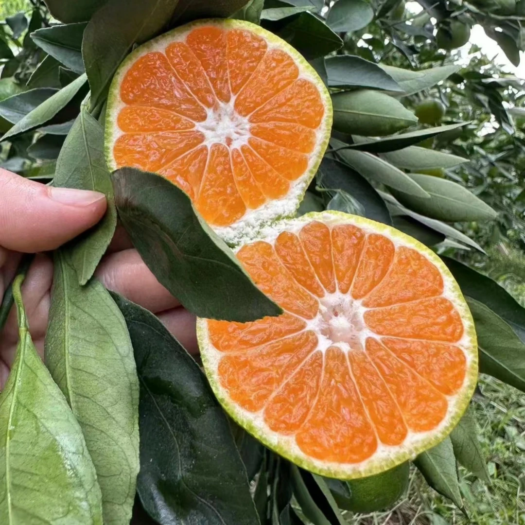 特早熟蜜桔树苗 日南一号柑橘苗青皮蜜桔苗进口果苗橘子树苗 桔苗