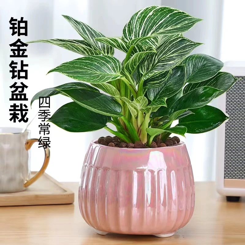 铂金钻盆栽室内观叶植物客厅办公室好养易成活四季常青水培绿植物