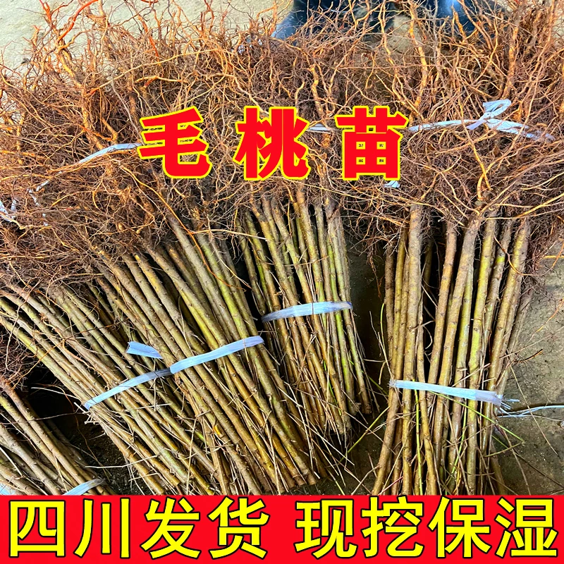 毛桃树苗毛桃苗毛桃实生苗未嫁接桃树苗桃树原生苗占地苗纯正