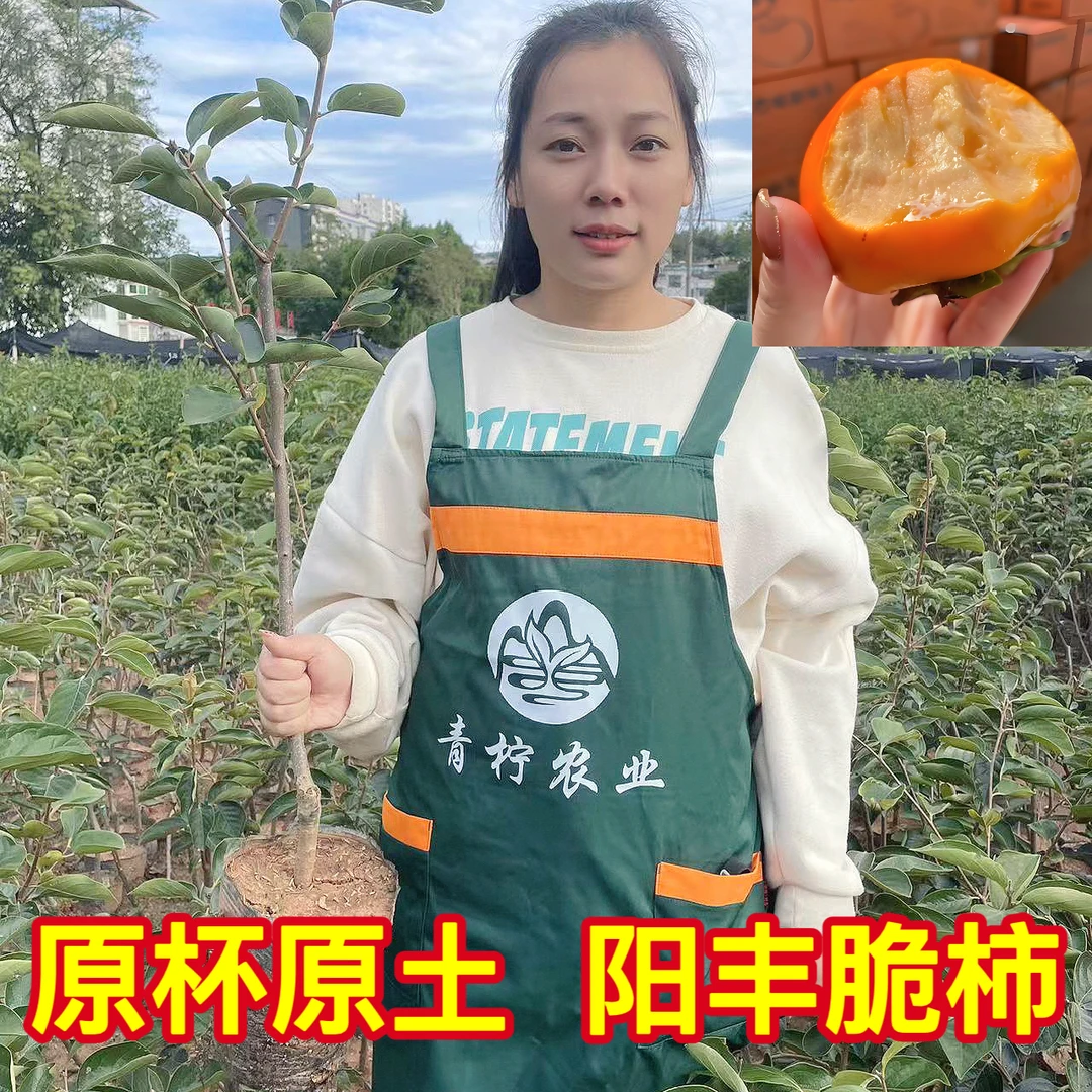正宗脆柿子树苗阳丰脆柿摘下来就吃南北方都可种植自花授粉结果