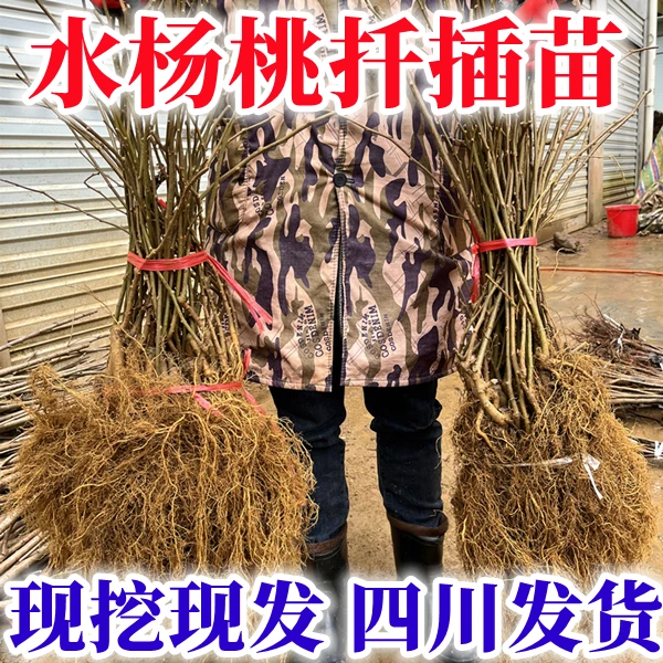 水杨桃扦插苗猕猴桃嫁接砧木水杨桃猕猴桃脚树南北方种植
