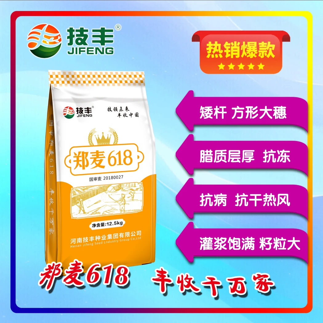 【郑麦618】国审矮杆方形大穗抗旱抗寒产量协调高产潜力小麦种