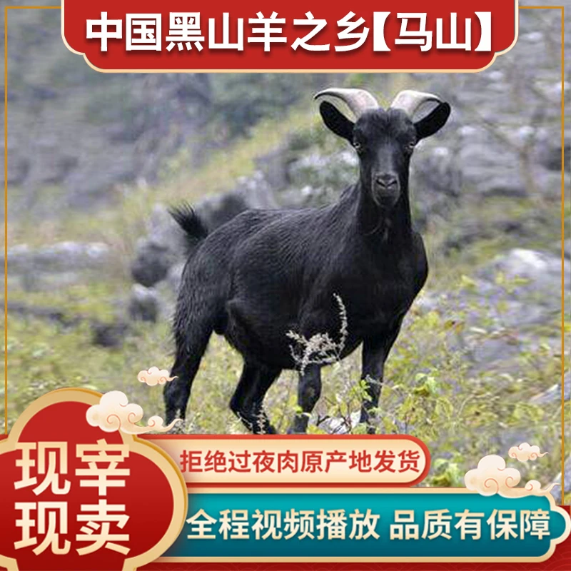 直播间价格修改链接羊肉三斤起拍广西马山黑山羊农家散养羊排顺丰