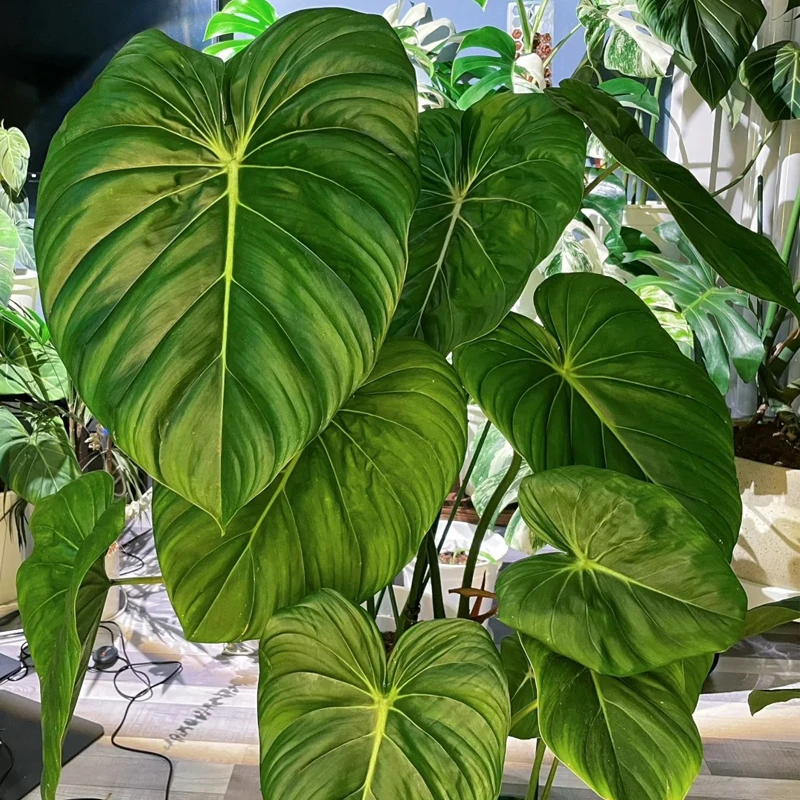 麦克道尔蔓绿绒绿植（叶损不售后）