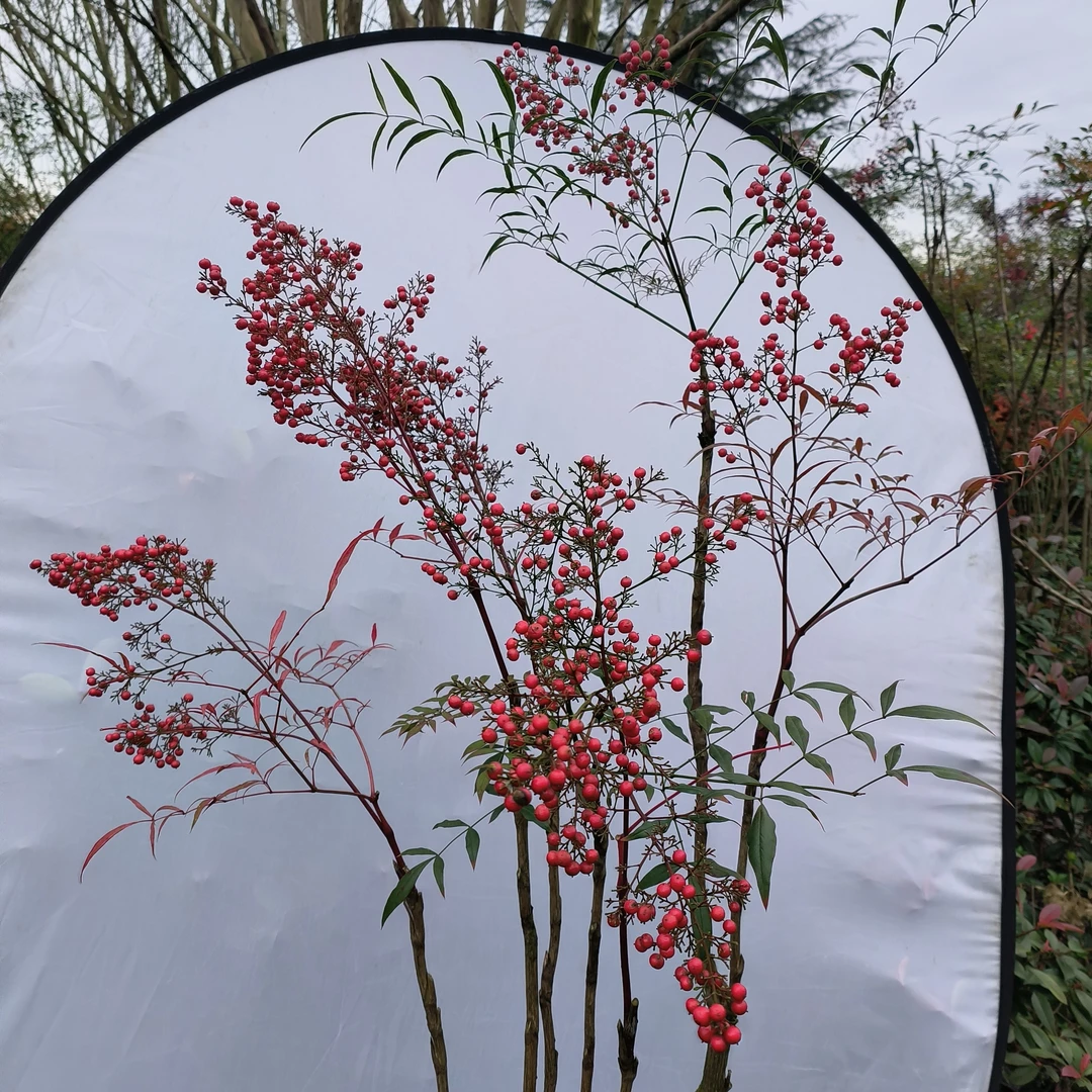 30年南天竹老桩盆景室内造型艺术植物