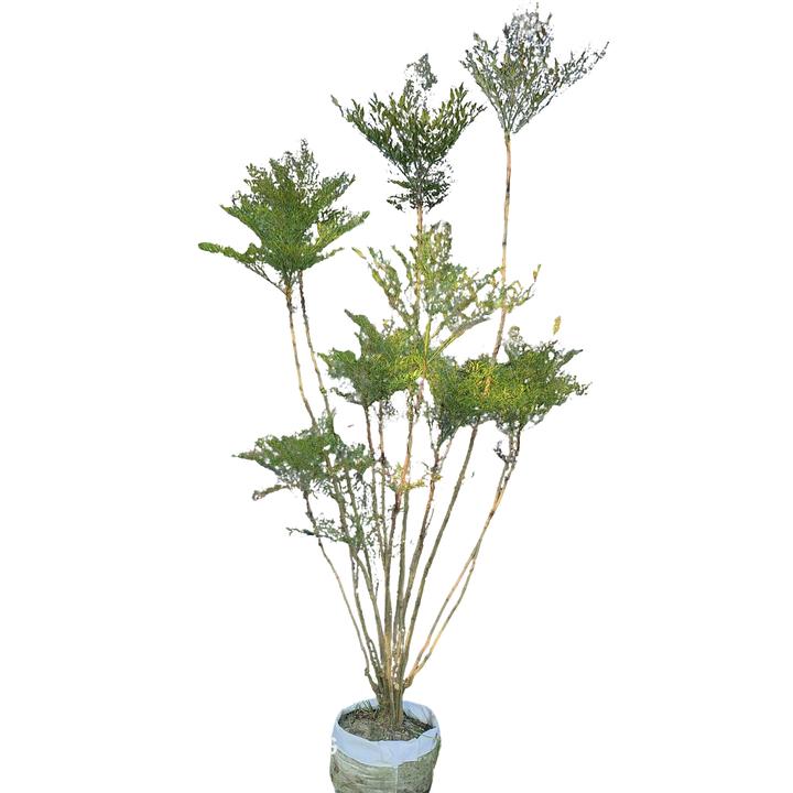 室内外盆景火焰南天竹造型美观四季养护