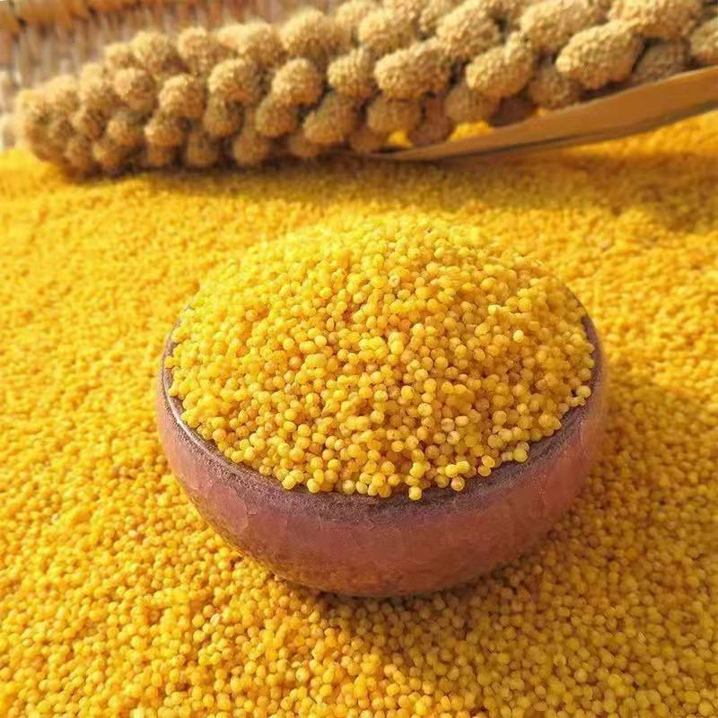 【2024新米】山西农村小米养胃小米新小米月子米大金苗软糯营养黄米