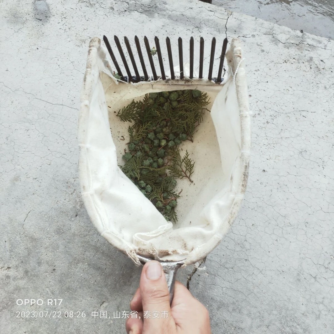 大枣工具酸枣工具柏果工具柏籽工具效率高