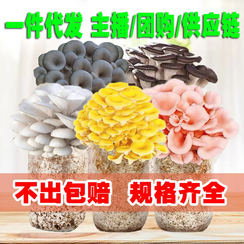 【不出包赔】蘑菇种植包菌种菇包家种食用平菇家庭菌棒蘑菇菌包农