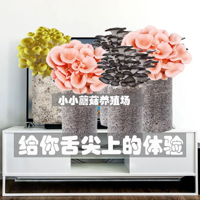 蘑菇种植包菌菇包平菇儿童家庭趣味老师实验课食用菌棒包一年四季
