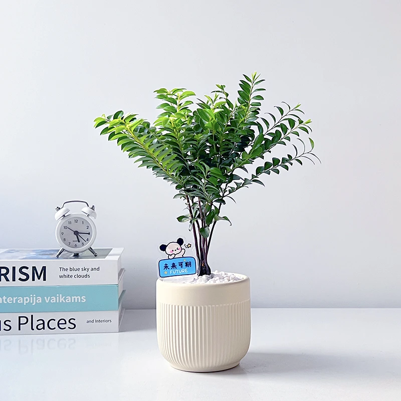 丛林小叶紫檀盆栽小森林室内绿植吸甲醛净化空气桌面四季常青盆景