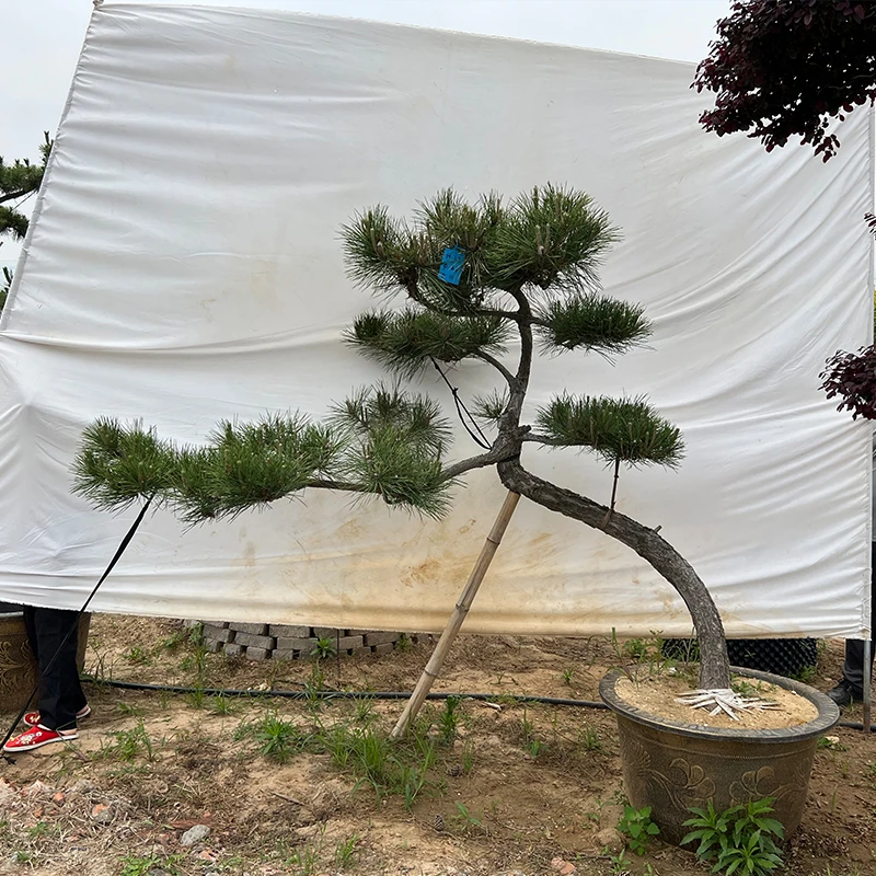 造型常绿黑松树盆景风景树别墅庭院公园景观树迎客松
