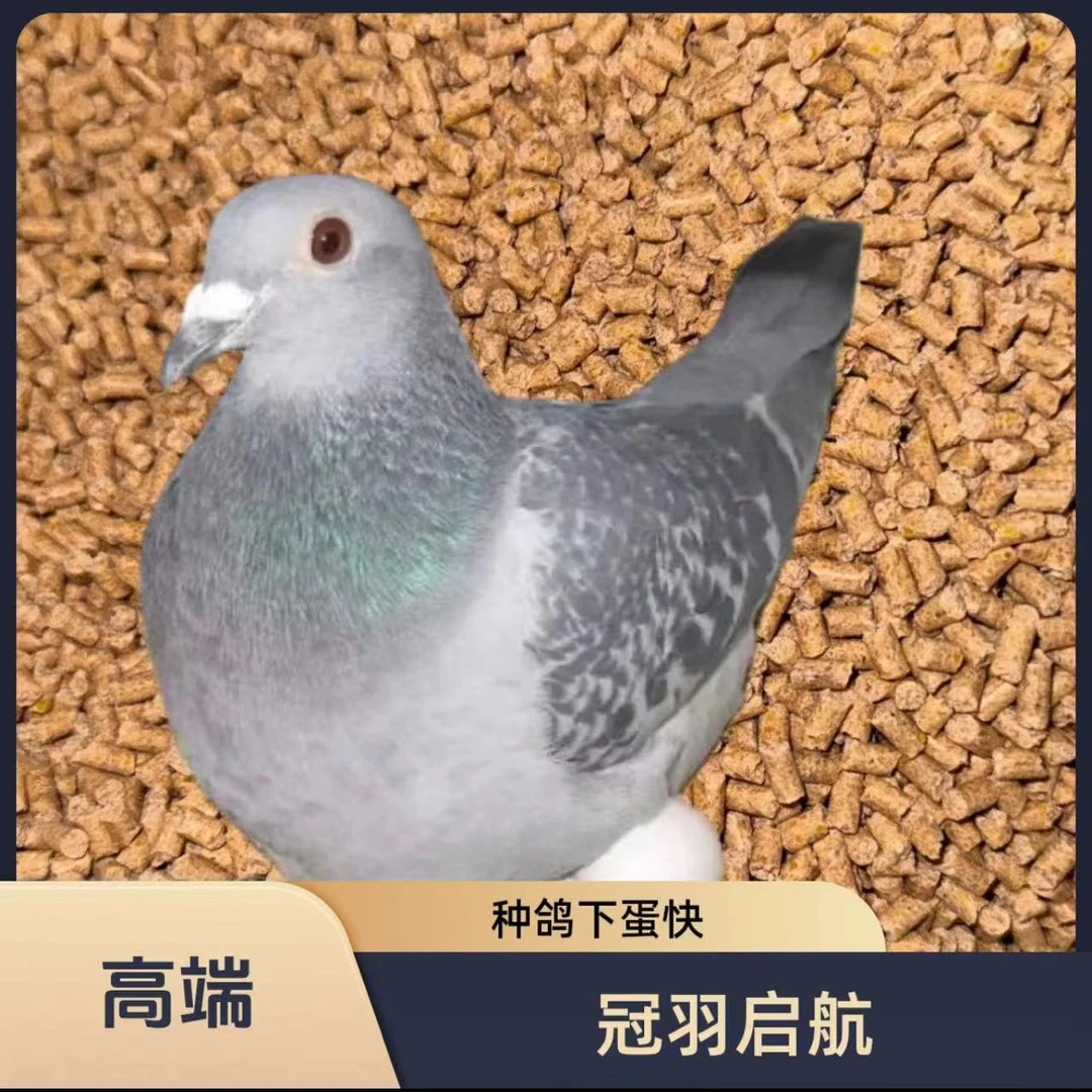 冠羽启航种鸽配合饲料观赏鸽元宝圆环种鸽下蛋鸽粮高蛋白营养丰富