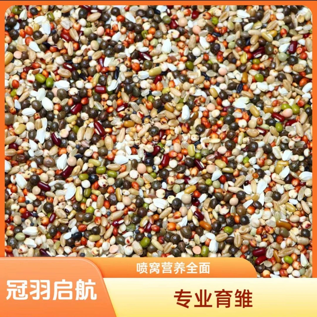 冠羽启航专业育雏喷窝小颗粒赛鸽职业赛元宝圆环观赏鸽粮斑鸠