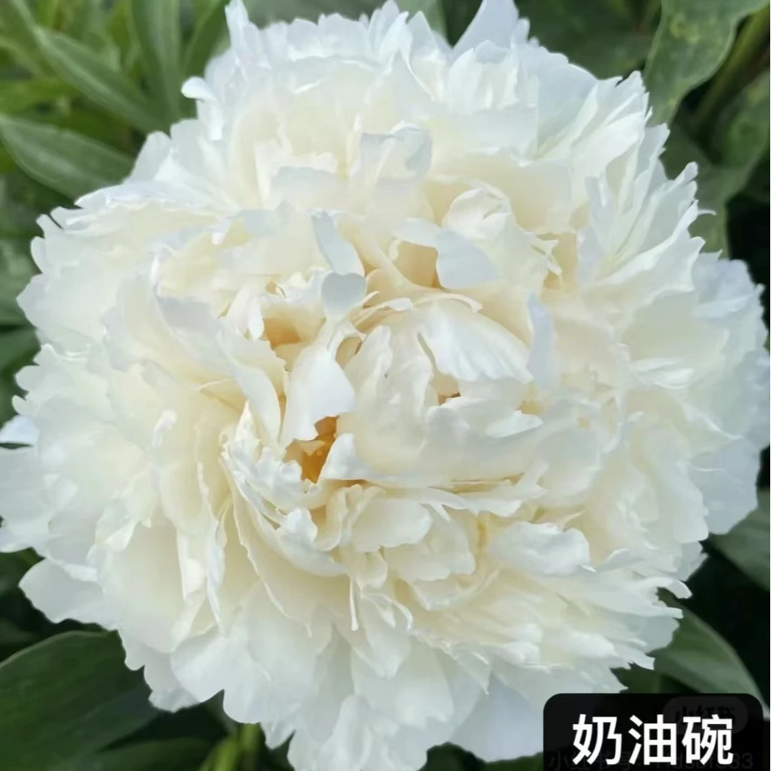 进口奶油碗精品芍药鲜切花 山东菏泽基地直邮 顺丰空运包邮