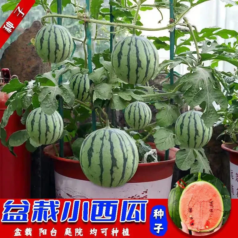 盆栽小西瓜种子营养红玉西瓜 四季种植简单 麒麟西瓜春季绿皮红壤