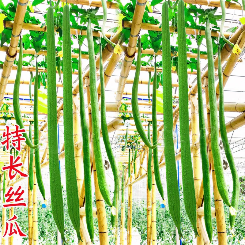 特长丝瓜种子长绿丝瓜种籽青瓜高产种植春秋四季阳台蔬菜种孑